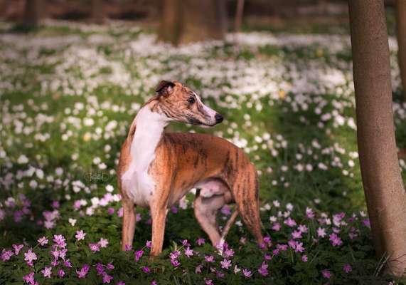 Der Gewichts-Thread-Beitrag-Bild