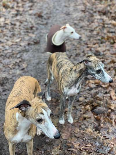 Whippet-Beitrag-Bild