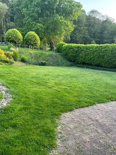 Gewöhnt sich der Hund an die Hitze?-Beitrag-Bild