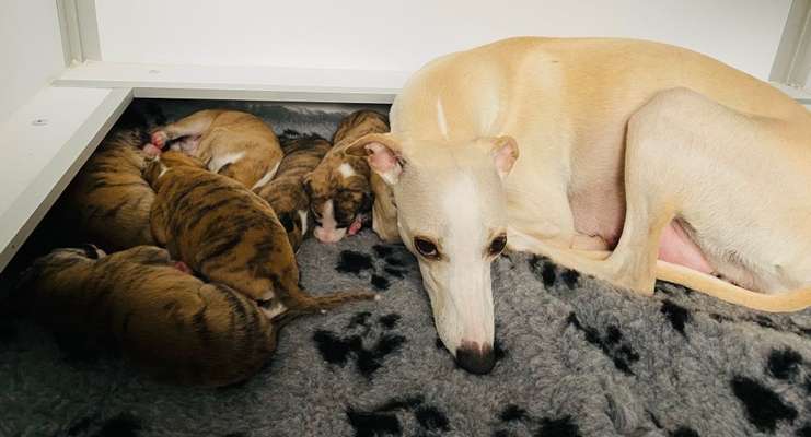 Windhunde - Treffen der besonderen Schönheiten
HERZLICH WILLKOMMEN-Beitrag-Bild