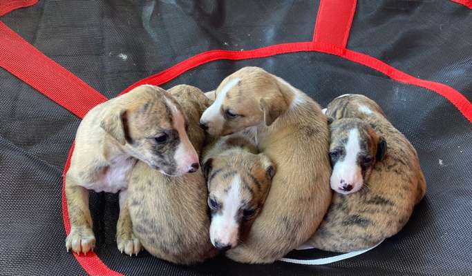 Windhunde - Treffen der besonderen Schönheiten
HERZLICH WILLKOMMEN-Beitrag-Bild