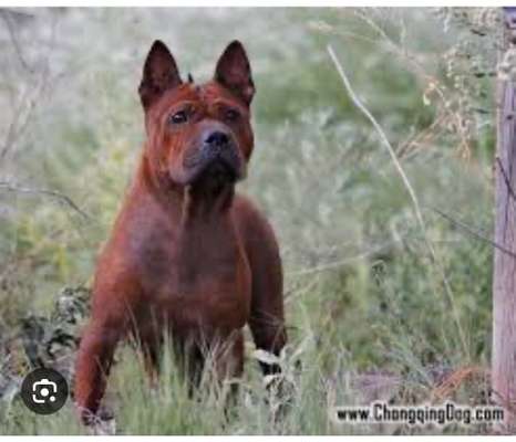 Die 21. Rostocker Rassehunde-Ausstellung: Eine Veranstaltung mit Vorbehalten?-Beitrag-Bild