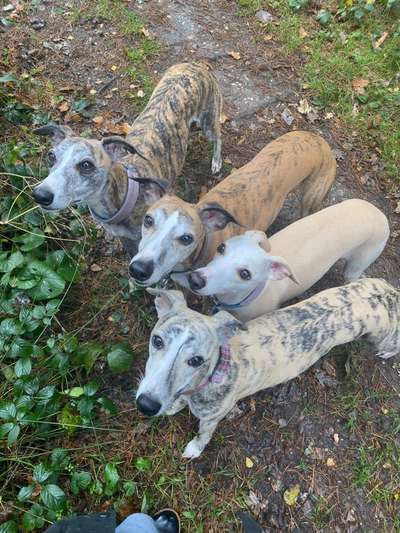 Der Gewichts-Thread-Beitrag-Bild