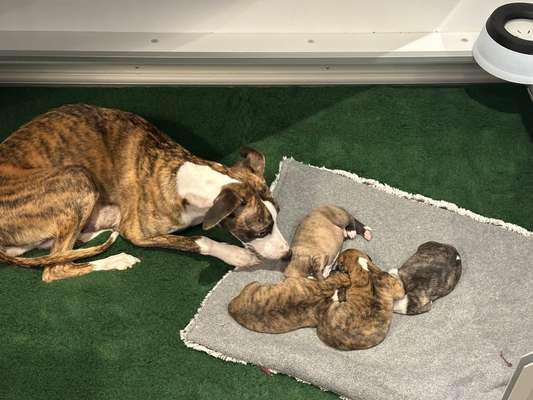 Reinrassige Hunde?-Beitrag-Bild