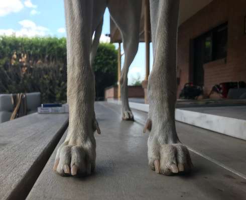 Windhunde - Treffen der besonderen Schönheiten
HERZLICH WILLKOMMEN-Beitrag-Bild