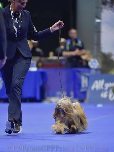 Die 21. Rostocker Rassehunde-Ausstellung: Eine Veranstaltung mit Vorbehalten?-Beitrag-Bild