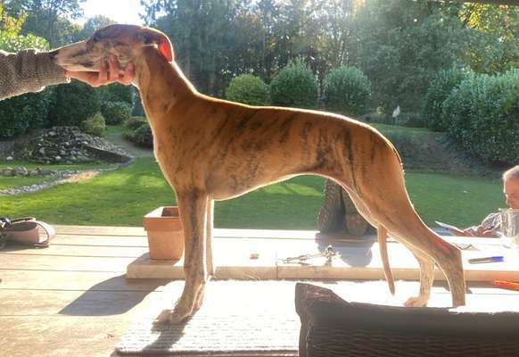 Der Gewichts-Thread-Beitrag-Bild