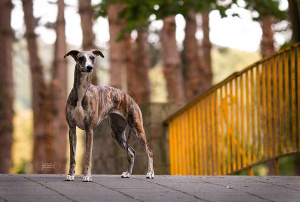 Der Gewichts-Thread-Beitrag-Bild