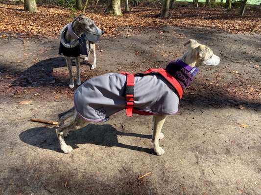 Windhunde - Treffen der besonderen Schönheiten
HERZLICH WILLKOMMEN-Beitrag-Bild