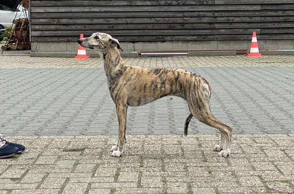 Der Gewichts-Thread-Beitrag-Bild