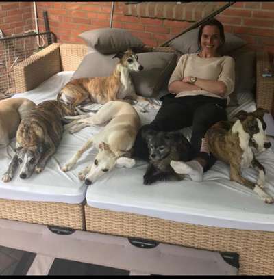 Reinrassige Hunde?-Beitrag-Bild