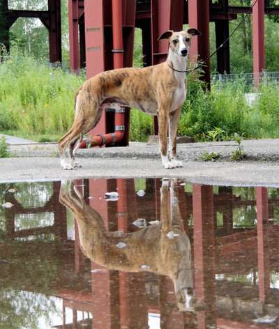 Dogorama Photo Challenge - Pfützen & Spiegelungen-Beitrag-Bild