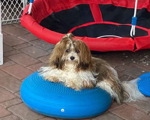 Havaneser dabei?:)-Beitrag-Bild