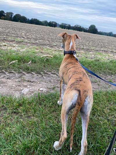 Der Gewichts-Thread-Beitrag-Bild