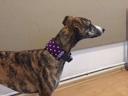 Welches Halsband trägt dein Hund und warum dieses?-Beitrag-Bild