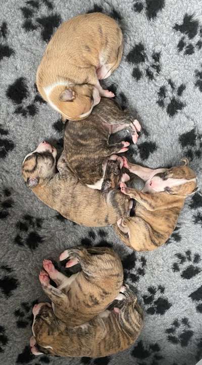 Windhunde - Treffen der besonderen Schönheiten
HERZLICH WILLKOMMEN-Beitrag-Bild