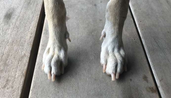 Windhunde - Treffen der besonderen Schönheiten
HERZLICH WILLKOMMEN-Beitrag-Bild