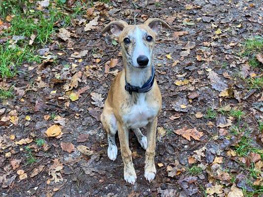 Der Gewichts-Thread-Beitrag-Bild