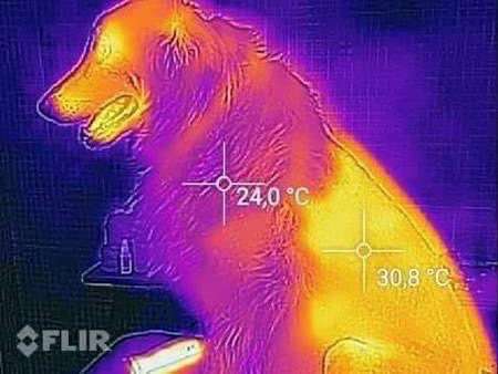 Border Collie Mix scheren lassen ?-Beitrag-Bild