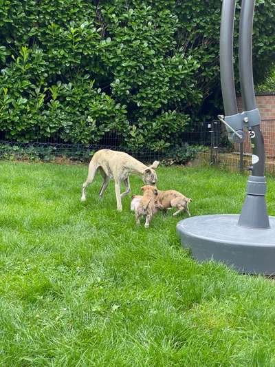 Windhunde - Treffen der besonderen Schönheiten
HERZLICH WILLKOMMEN-Beitrag-Bild