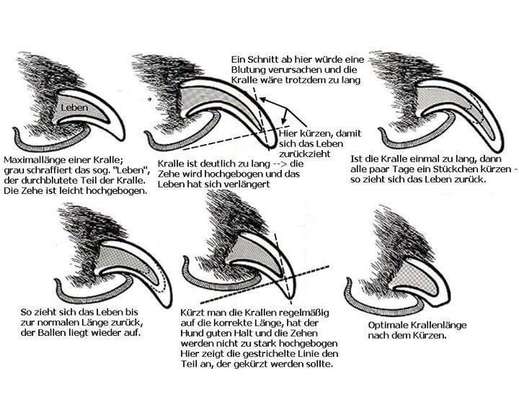 Krallenpflege-Beitrag-Bild