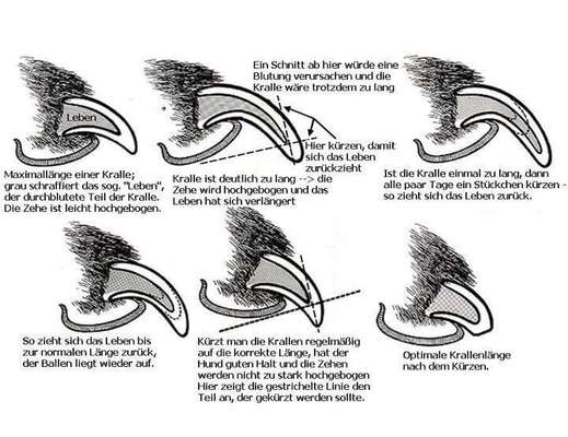 Krallenpflege-Beitrag-Bild