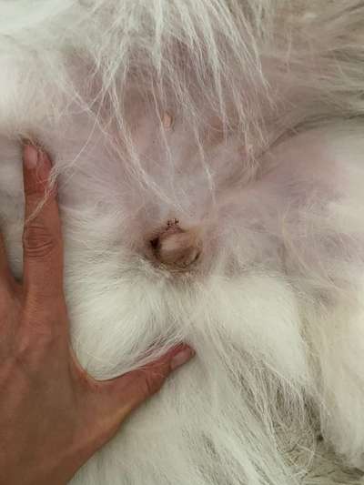 Alles rund um den Schäferhund, diskutieren erwünscht.-Beitrag-Bild