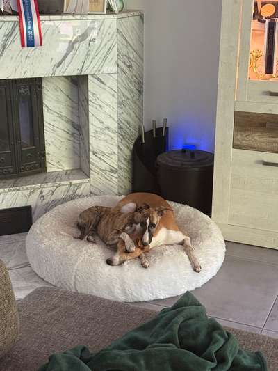 Whippet-Beitrag-Bild