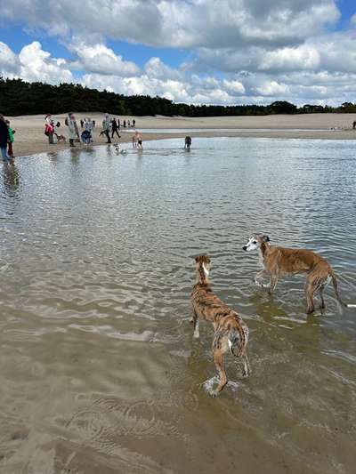 Whippet-Beitrag-Bild