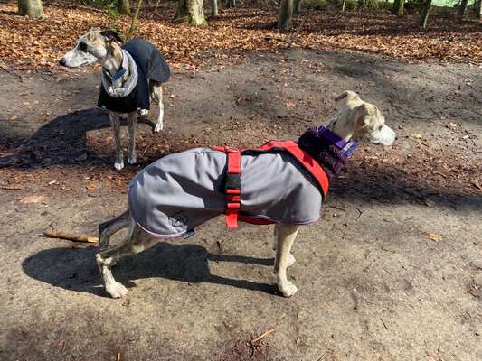 Geschirrauswahl-Beitrag-Bild