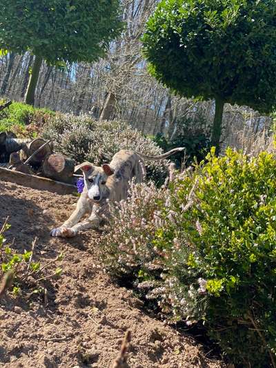 Die Dogorama Monats Challenge "Es grünt und blüht"-Beitrag-Bild