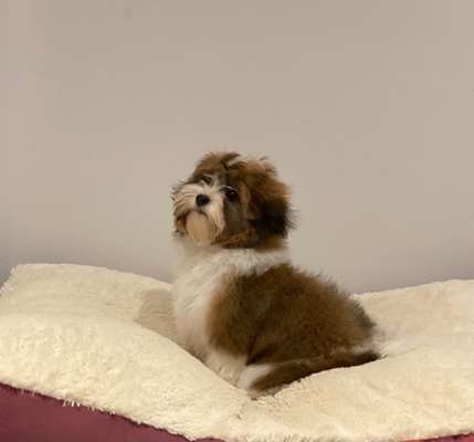 Havaneser dabei?:)-Beitrag-Bild