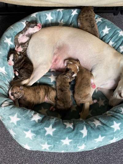 Windhunde - Treffen der besonderen Schönheiten
HERZLICH WILLKOMMEN-Beitrag-Bild