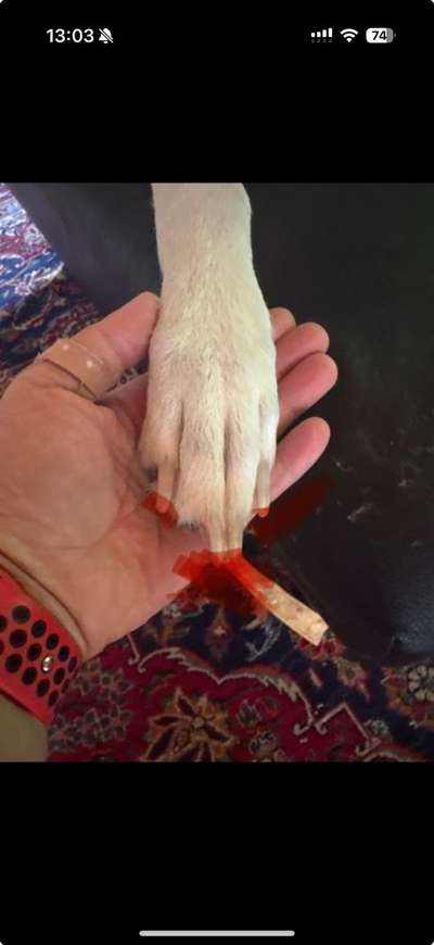 Krallen schneiden-Beitrag-Bild