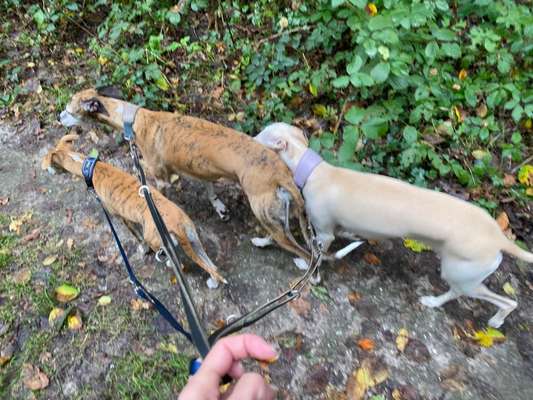 Windhunde - Treffen der besonderen Schönheiten
HERZLICH WILLKOMMEN-Beitrag-Bild