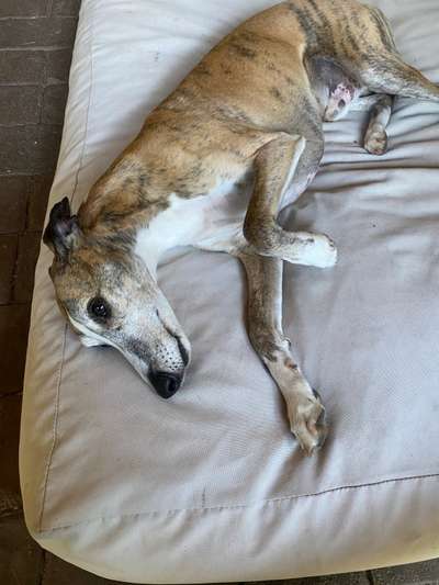 Alles rund um den Schäferhund, diskutieren erwünscht.-Beitrag-Bild