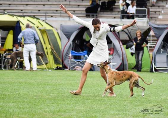 Hundmenschfotos-Beitrag-Bild