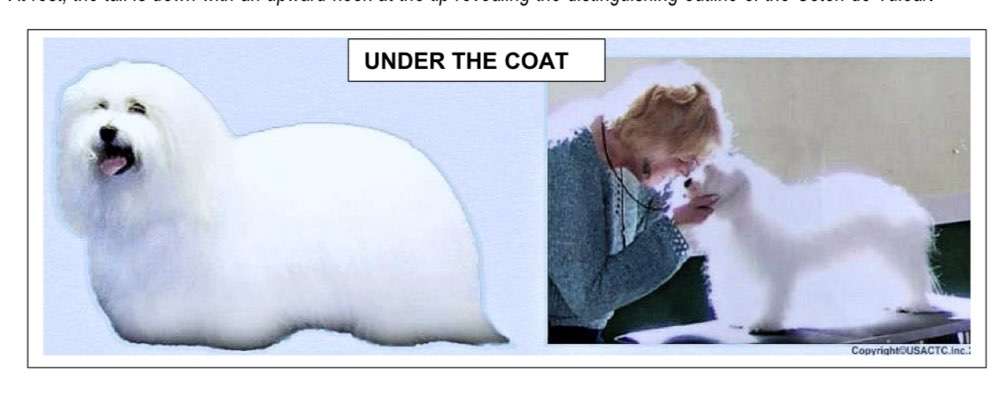 Welche Rasse ist es ?-Beitrag-Bild