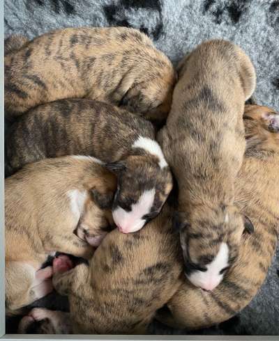 Windhunde - Treffen der besonderen Schönheiten
HERZLICH WILLKOMMEN-Beitrag-Bild