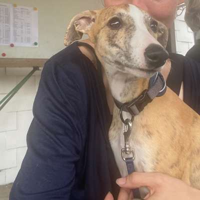 Windhunde - Treffen der besonderen Schönheiten
HERZLICH WILLKOMMEN-Beitrag-Bild