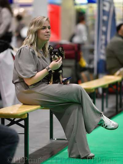 Die 21. Rostocker Rassehunde-Ausstellung: Eine Veranstaltung mit Vorbehalten?-Beitrag-Bild