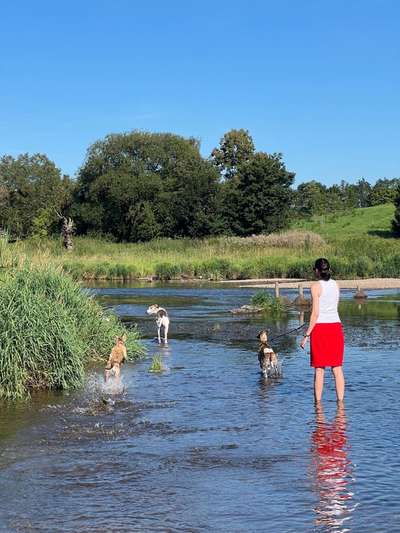 Whippet-Beitrag-Bild