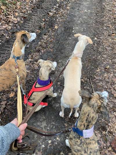 Windhunde - Treffen der besonderen Schönheiten
HERZLICH WILLKOMMEN-Beitrag-Bild