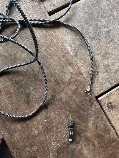 Whippet-Beitrag-Bild