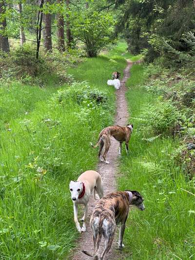 Mehrhundehalter!-Beitrag-Bild