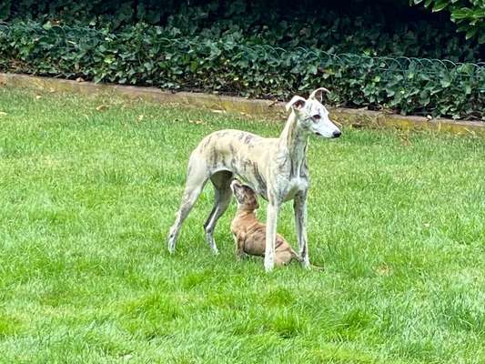 Windhunde - Treffen der besonderen Schönheiten
HERZLICH WILLKOMMEN-Beitrag-Bild