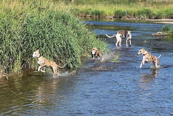 Whippet-Beitrag-Bild