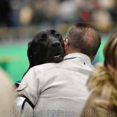 Die 21. Rostocker Rassehunde-Ausstellung: Eine Veranstaltung mit Vorbehalten?-Beitrag-Bild