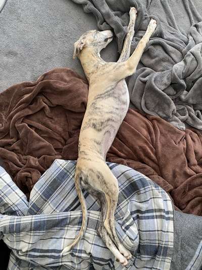 Windhunde - Treffen der besonderen Schönheiten
HERZLICH WILLKOMMEN-Beitrag-Bild