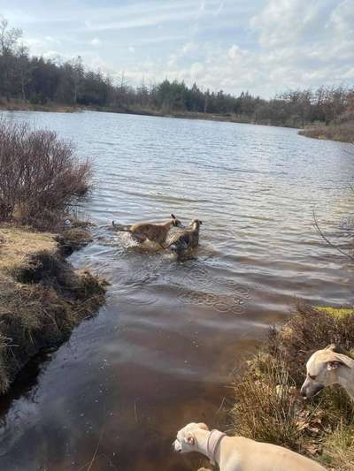 Gibt es auch Windhunde die nicht Wasserscheu sind?-Beitrag-Bild